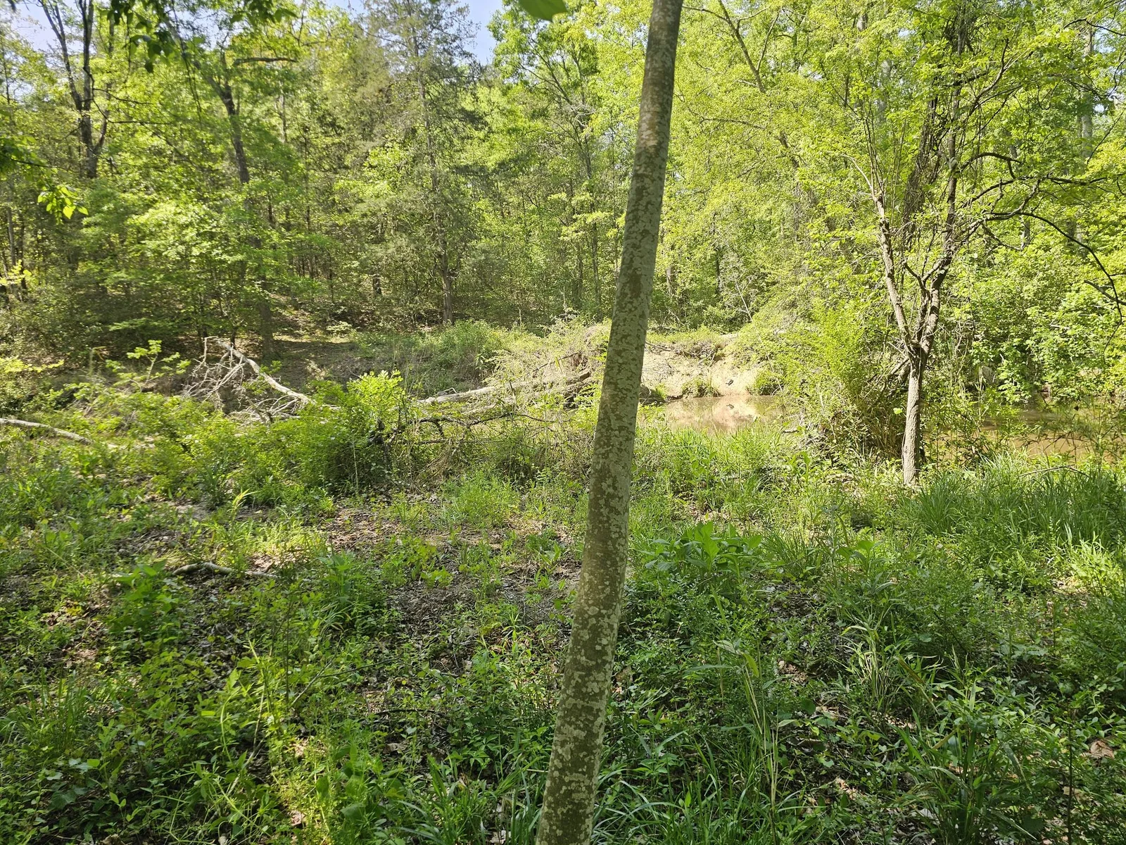 Overgrown Lot — Before