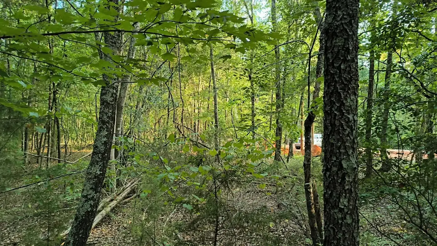 Overgrown wooded lot before land clearing for a mobile home