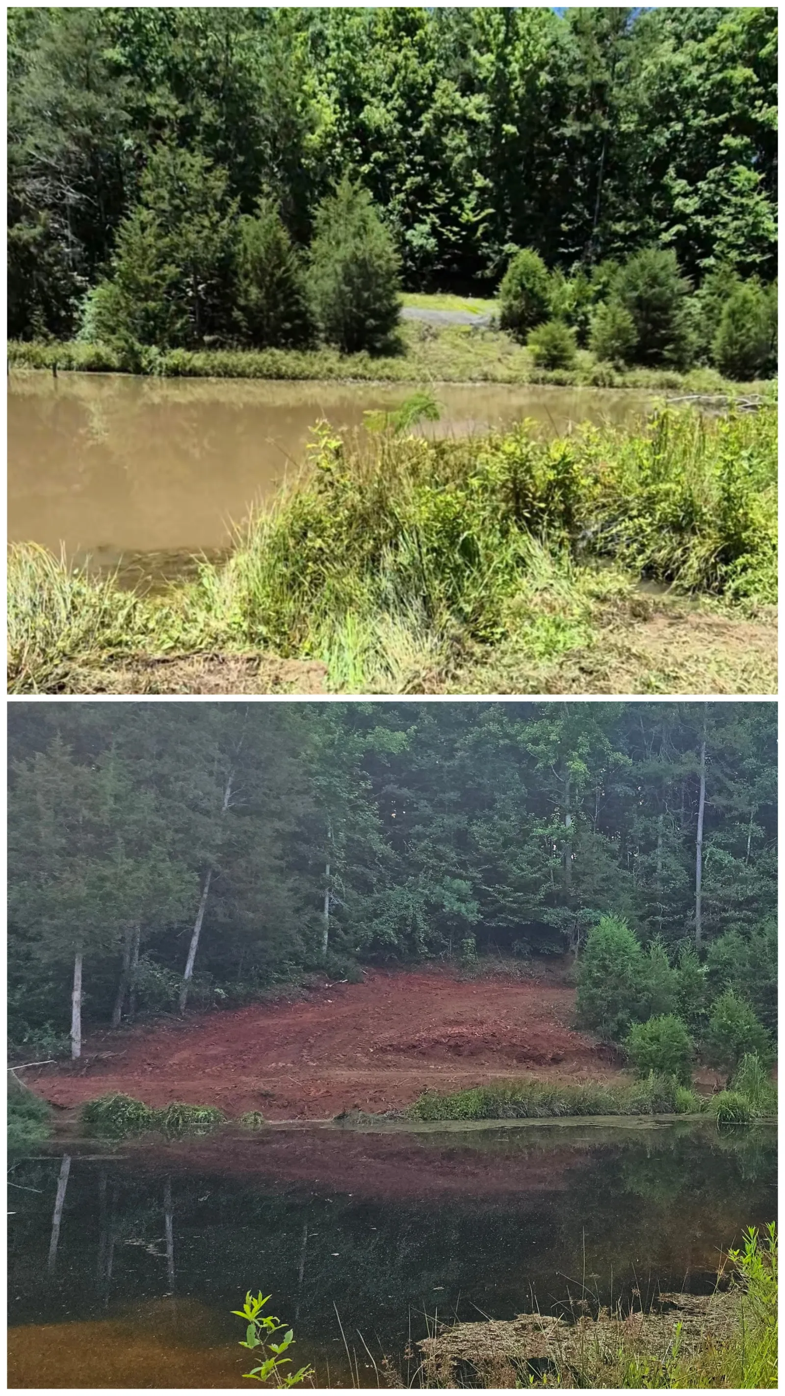 Pond Bank Clearing — Before & After